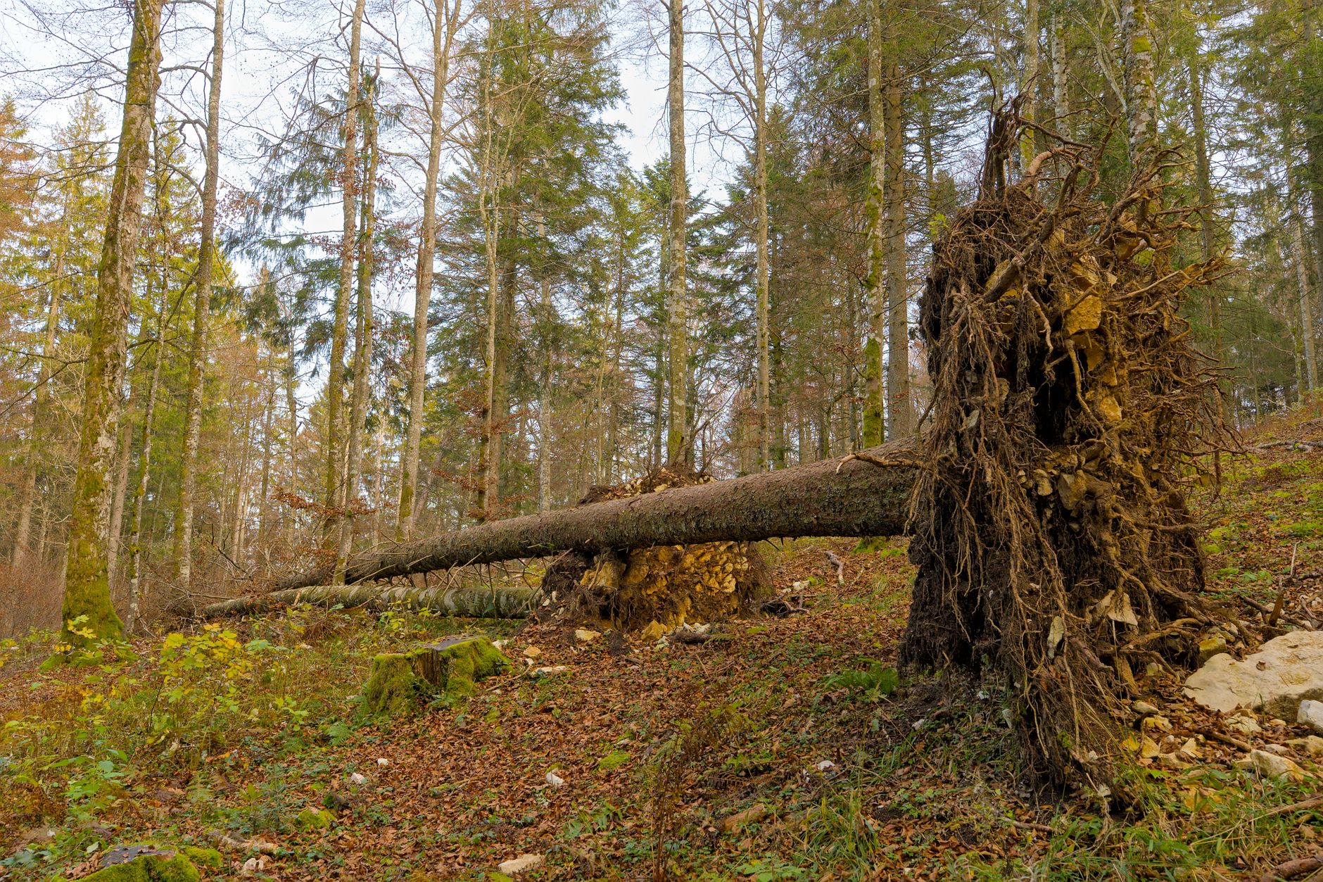 Enlèvement arbre urgence à Vierzon